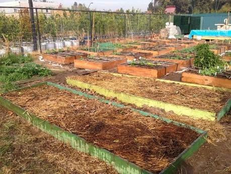 Biohuerto UC: La sustentabilidad y ecología como principios fundamentales