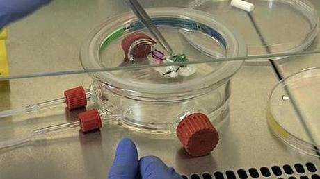 VascuBone: el laboratorio europeo de huesos artificiales 