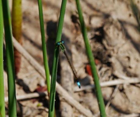 Mañana en azul con sorpresa