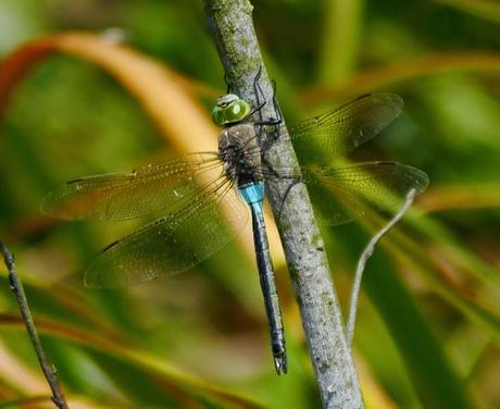 Mañana en azul con sorpresa