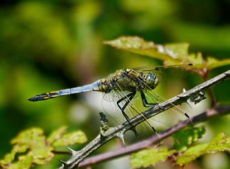 Mañana en azul con sorpresa
