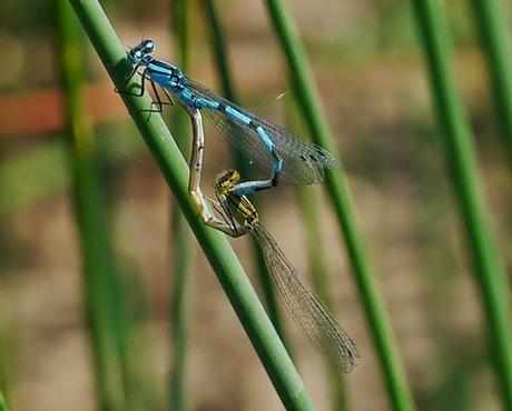 Mañana en azul con sorpresa