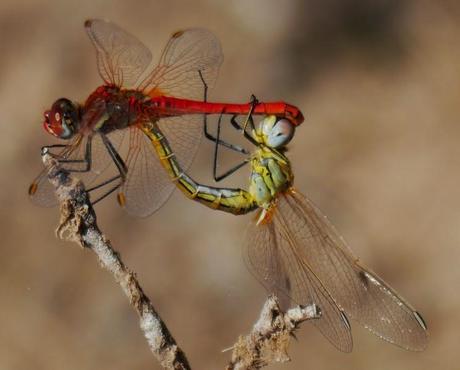 Mañana en azul con sorpresa
