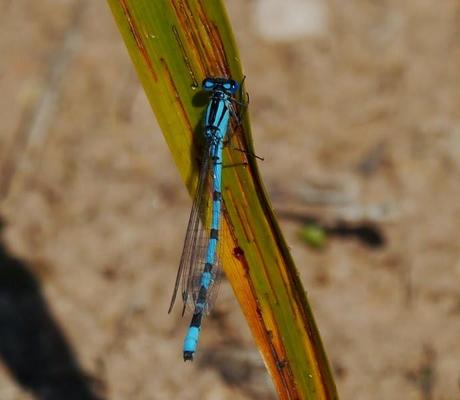 Mañana en azul con sorpresa