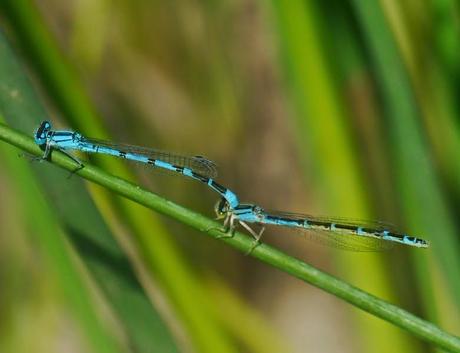 Mañana en azul con sorpresa