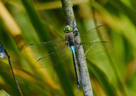 Mañana en azul con sorpresa