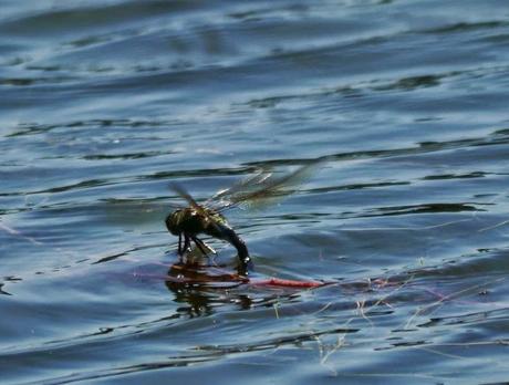 Mañana en azul con sorpresa