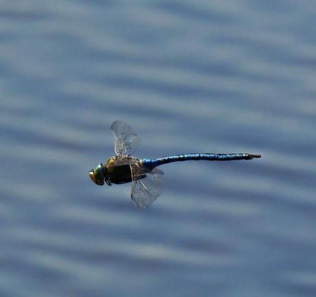 Mañana en azul con sorpresa