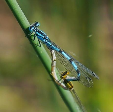 Mañana en azul con sorpresa