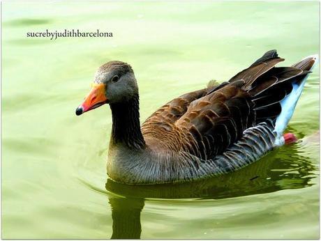 WHITE WALK TO Ciutadella WHITE WALK TO Ciutadella