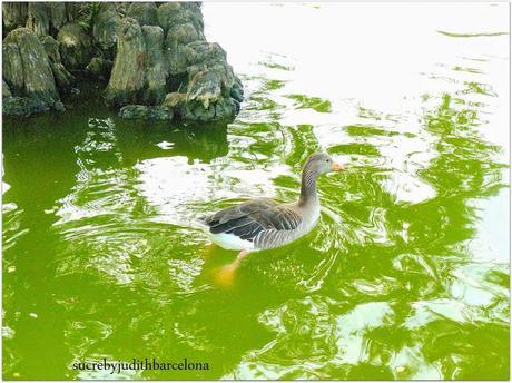 WHITE WALK TO Ciutadella