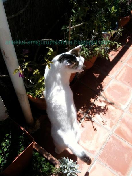 Viva la fiesta, o no....