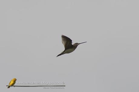 Becasina Común (South-American Snipe) Gallinago paraguaiae