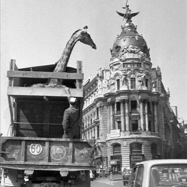 Jirafa en la Calle de Alcalá, en 1972, Madrid