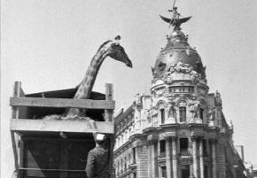 Jirafa por la Calle de Alcalá, año 1972
