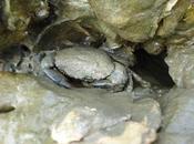 sonidos depredadores causan cangrejos tiemblen miedo