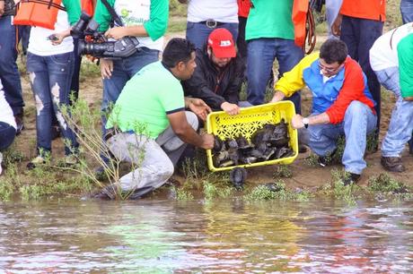 Ambiente libera 5.720 ejemplares de tortuga arrau en el río Orinoco