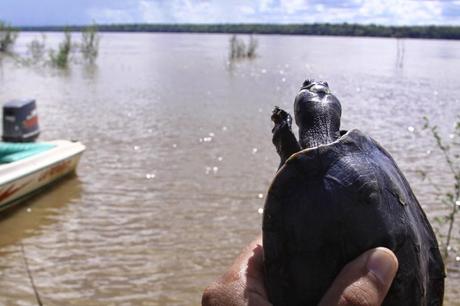 Ambiente libera 5.720 ejemplares de tortuga arrau en el río Orinoco