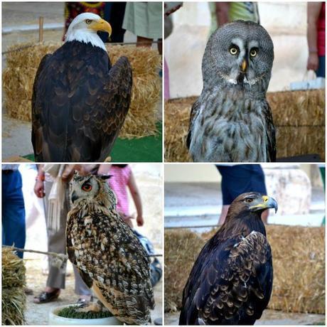 Desde la feria medieval hasta la danza vertical Aves
