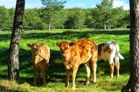 Entrenamiento IO Trailwalker – Tramos 4,5,6,7 y 8 – El retorno Entrenamiento IO Trailwalker – Tramos 4,5,6,7 y 8 – El retorno