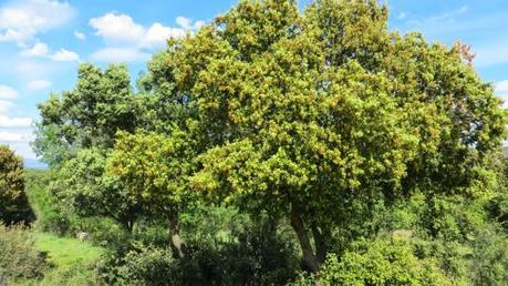 Entrenamiento IO Trailwalker – Tramos 4,5,6,7 y 8 – El retorno Entrenamiento IO Trailwalker – Tramos 4,5,6,7 y 8 – El retorno