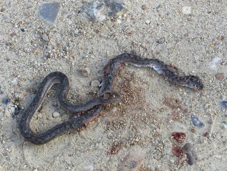 Entrenamiento IO Trailwalker – Tramos 4,5,6,7 y 8 – El retorno Entrenamiento IO Trailwalker – Tramos 4,5,6,7 y 8 – El retorno