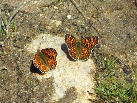 Entrenamiento IO Trailwalker – Tramos 4,5,6,7 y 8 – El retorno Entrenamiento IO Trailwalker – Tramos 4,5,6,7 y 8 – El retorno