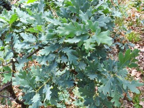 Entrenamiento IO Trailwalker – Tramos 4,5,6,7 y 8 – El retorno Entrenamiento IO Trailwalker – Tramos 4,5,6,7 y 8 – El retorno