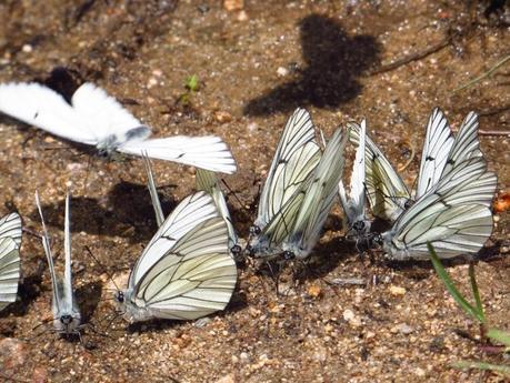 Entrenamiento IO Trailwalker – Tramos 4,5,6,7 y 8 – El retorno Entrenamiento IO Trailwalker – Tramos 4,5,6,7 y 8 – El retorno