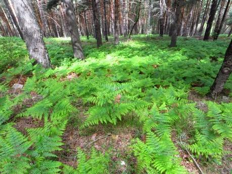 Entrenamiento IO Trailwalker – Tramos 4,5,6,7 y 8 – El retorno