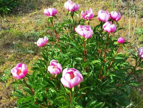 Entrenamiento IO Trailwalker – Tramos 4,5,6,7 y 8 – El retorno Entrenamiento IO Trailwalker – Tramos 4,5,6,7 y 8 – El retorno