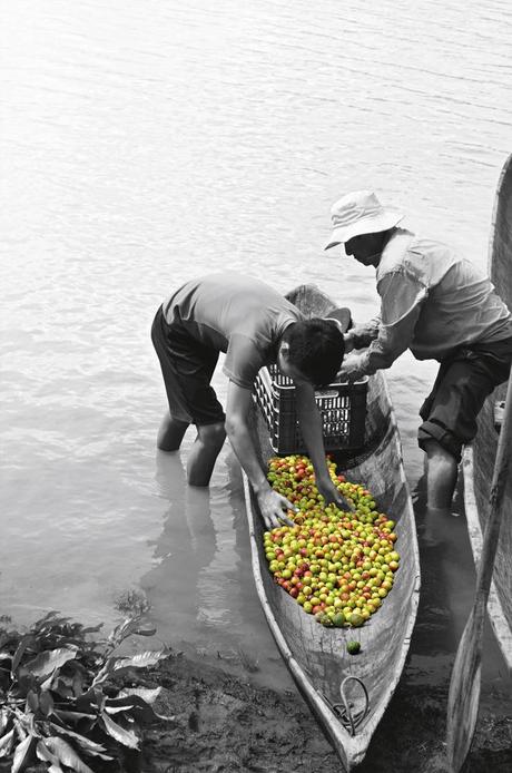 Camu Camu, El Secreto de las Tribus Sin Edad