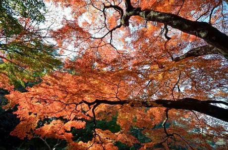 Jardín Nacional Shinjyuku Gyoen, Japón