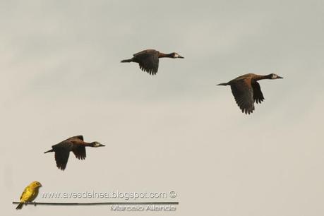 Sirirí pampa (White-faced whistling-Duck) Dendrocygna viduata