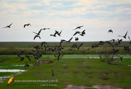 Sirirí pampa (White-faced whistling-Duck) Dendrocygna viduata