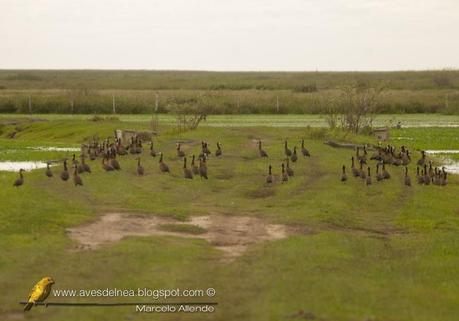 Sirirí pampa (White-faced whistling-Duck) Dendrocygna viduata