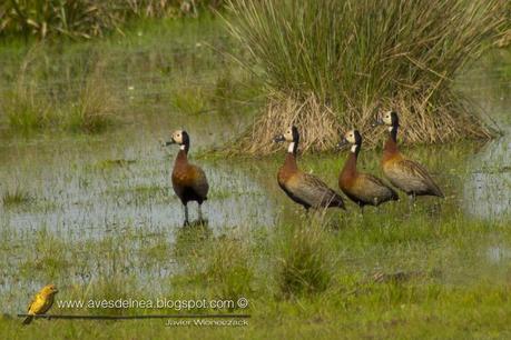 Sirirí pampa (White-faced whistling-Duck) Dendrocygna viduata