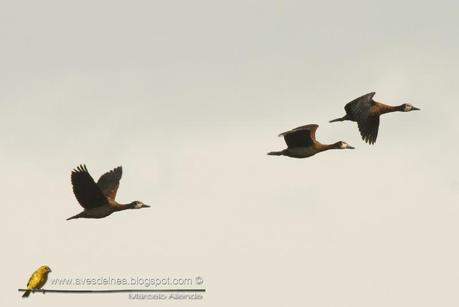 Sirirí pampa (White-faced whistling-Duck) Dendrocygna viduata
