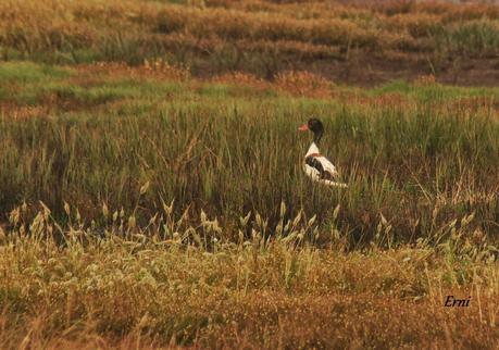 LOS TARROS BLANCOS DE SANTOÑA