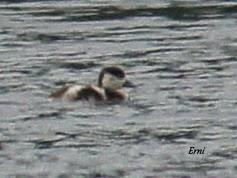 LOS TARROS BLANCOS DE SANTOÑA