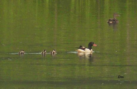LOS TARROS BLANCOS DE SANTOÑA