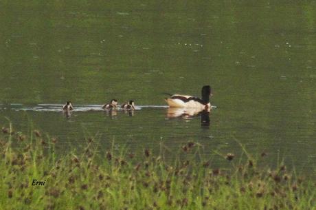 LOS TARROS BLANCOS DE SANTOÑA