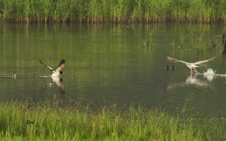LOS TARROS BLANCOS DE SANTOÑA