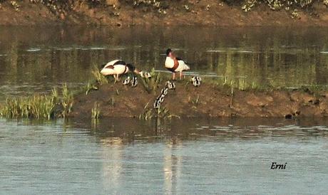 LOS TARROS BLANCOS DE SANTOÑA