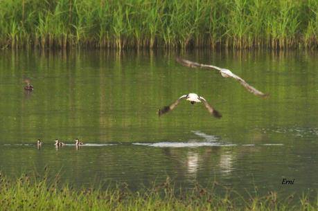 LOS TARROS BLANCOS DE SANTOÑA