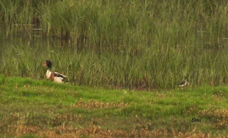 LOS TARROS BLANCOS DE SANTOÑA