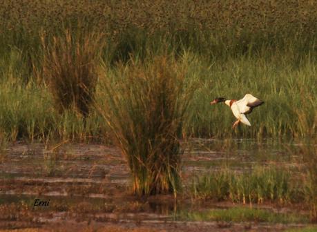 LOS TARROS BLANCOS DE SANTOÑA