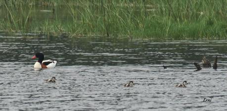 LOS TARROS BLANCOS DE SANTOÑA
