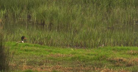 LOS TARROS BLANCOS DE SANTOÑA