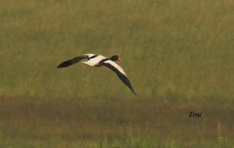 LOS TARROS BLANCOS DE SANTOÑA